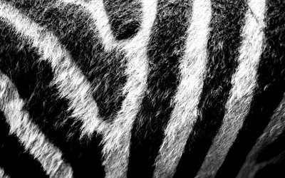 4k, zebra konsistens, makro, vit svart bakgrund, zebra hudens struktur, svart vita r&#228;nder, randig hud, zebra bakgrund, zebra ull, zebra l&#228;der bakgrund