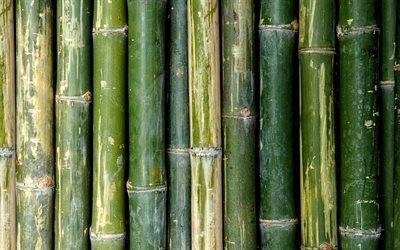 Bambù, Bambù verde, bambù texture