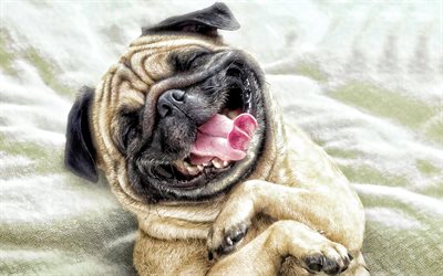 Pug Dog, sorrindo c&#227;o, close-up, animais engra&#231;ados, cachorros, animais fofos, animais de estima&#231;&#227;o, Pug