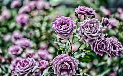 violet rose, bokeh, close-up, violet bud, HDR, roses, violet flowers