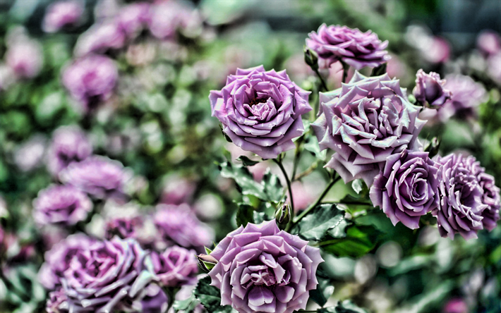 violetti ruusunpunainen, bokeh, l&#228;hikuva, violetti alkuunsa, HDR, ruusut, violetti kukat