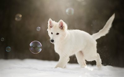 リトルホワイトパピー, 白いスイスの羊飼い, 冬, 雪, かわいい犬, 子犬, ペット, 犬