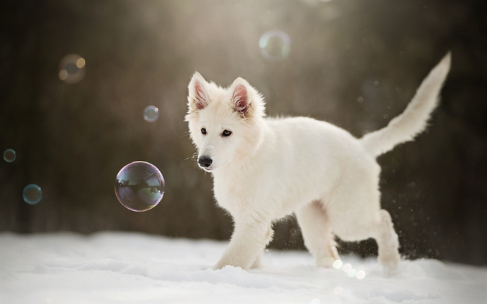 الأبيض قليلا جرو, الأبيض السويسري الراعي, الشتاء, الثلوج, الكلاب لطيف قليلا, الجراء, الحيوانات الأليفة, الكلاب