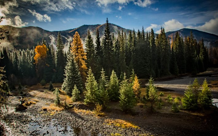 mattina, paesaggio di montagna, foresta, alberi verdi, fiume di montagna, Chinook Pass, Washington, USA