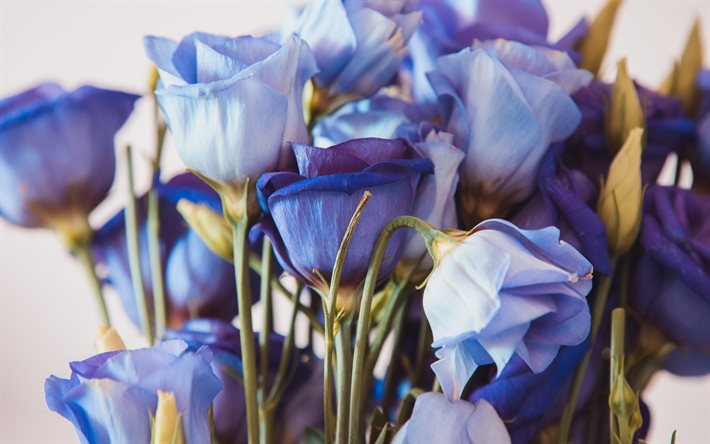 sininen eustoma, eustoma-kimppu, sininen kimppu, kauniit siniset kukat, eustoma, tausta eustomalla