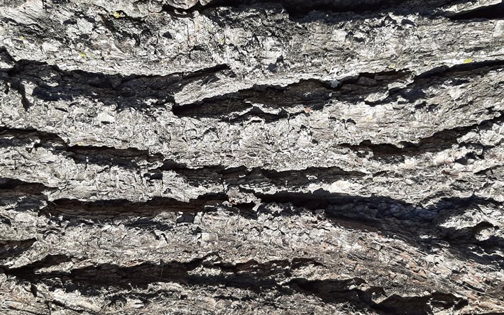 textura de onda de madeira, textura de casca, textura de casca de &#225;rvore, fundo de madeira, textura de madeira velha