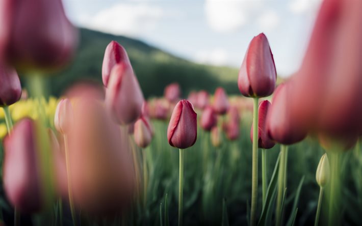 tulipe rouge, fleurs sauvages, soir&#233;e, champ de fleurs, tulipes, fleurs de printemps