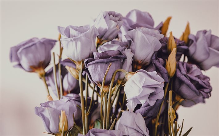 الأرجواني eustoma, باقة من eustoma, الزهور الإرجوانية, أوستوما, باقة جميلة, خلفية مع eustoma الأرجواني