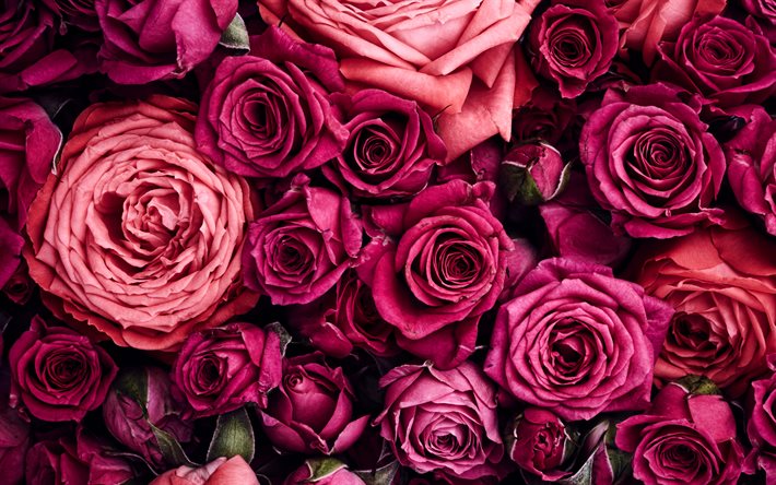rose pourpre, fleurs violettes, macro, 4k, belles fleurs, bokeh, bourgeons violets, roses