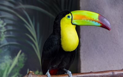 toucan, Ramphastos, Toucan &#224; gorge jaune, Am&#233;rique du Sud, bel oiseau