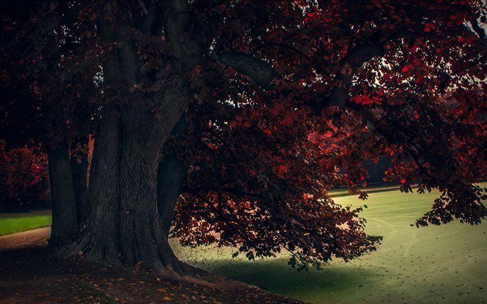 autumn, park, autumn landscape, tree, old tree