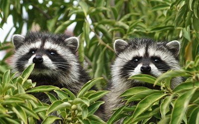 raccoons, forest, tree branch, forest inhabitants, cute animals, raccoon