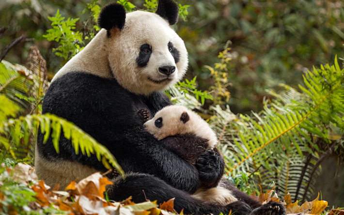 los pandas del zool&#243;gico, la madre y los cachorros, 4k, simp&#225;ticos animales, panda, osos, China