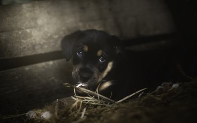 Rottweiler, close-up, pets, puppy, dogs, hay, cute animals, Rottweiler Dog