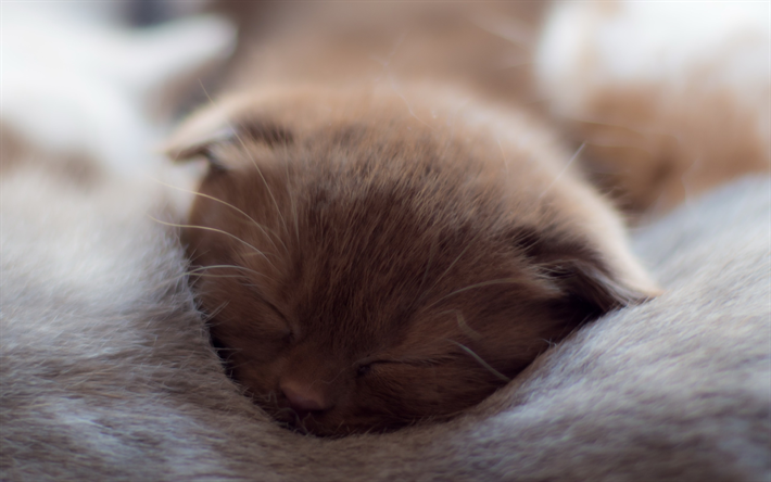gray kitten, close-up, pets, sleeping kitten, cats, domestic cats, cute animals