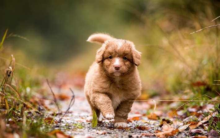 nova scotia duck tolling retriever, small brown curly puppy, cute animals, small dogs, pets, toller