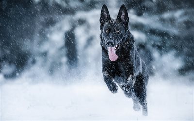 Inverno, Pastor Alemão Preto, cão de corrida, animais de estimação, cão preto, Pastor Alemão, cachorros, Cão De Pastor Alemão