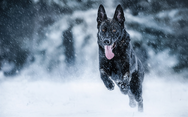 Winter, Black German Shepherd, running dog, pets, black dog, German Shepherd, dogs, German Shepherd Dog