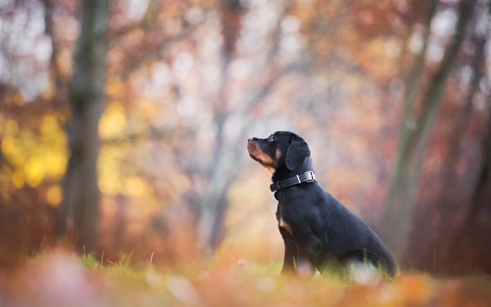 black puppy, rottweiler, small black dog, autumn, yellow leaves, dogs