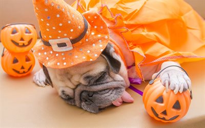 Pug, Halloween, sleeping dog, tired puppy, cute animals, puppies, dogs, October 31, pumpkins