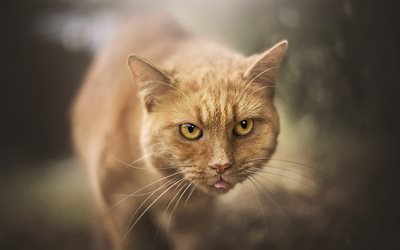 American Wirehair, ginger cat, pets, bokeh, cute animals, close-up, domestic cats, American Wirehair Cat