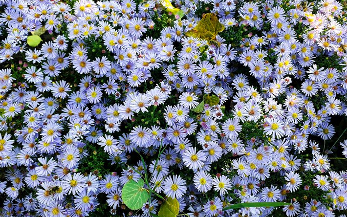 camomilla, veduta aerea, fiori estivi, fiori bianchi, Asteraceae