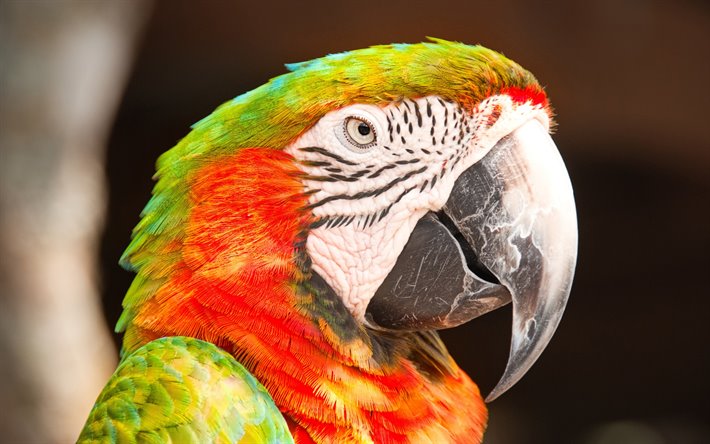 Red-fronted macaw, vacker papegoja, ara, parrot, Sydamerika, Bolivia