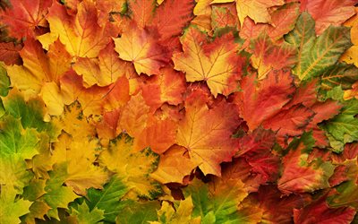 autumn leaves texture, natural autumn gradient, autumn concepts, leaves texture, yellow red leaves, background with autumn leaves