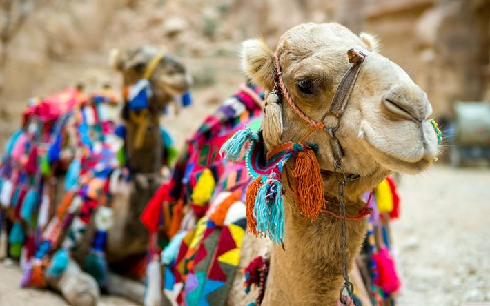 kamele, afrika, &#228;gypten