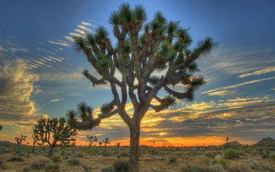 Joshua Tree National Park, 4k, USA, HDR, &#246;knen, sunset, amerikanska landm&#228;rken, Amerika