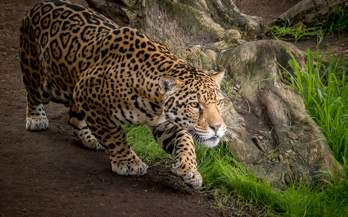 jaguar, wildtiere, raubtiere, panthera onca