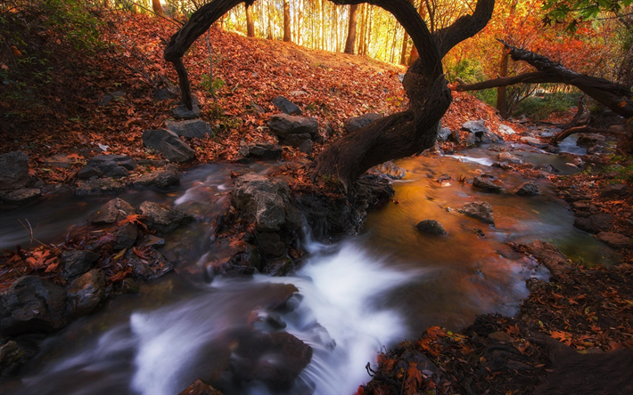 森林, 川, 秋の景観, 黄色の紅葉