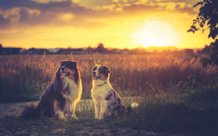 Pastores australianos, perros, mascotas, puesta de sol, animales lindos, Australianos