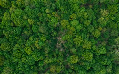 forest top view, green trees, loneliness concepts, ecology, environment concepts, forest view from above, forest