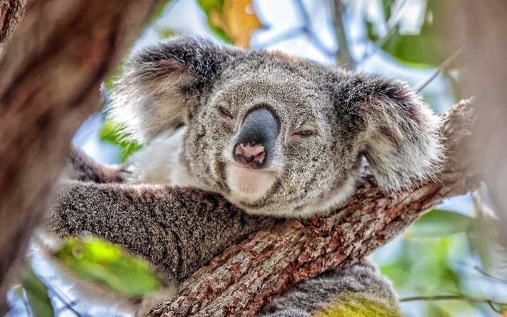 koala, bokeh, animais fofos, Coala em &#225;rvore, a vida selvagem, animais engra&#231;ados, Koala, Phascolarctos cinereus