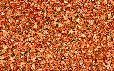 autumn leaves from top, orange leaves texture, autumn leaves, leaves texture, leaves patterns, orange leaf, macro, leaf pattern, leaves, leaf textures, orange leaves