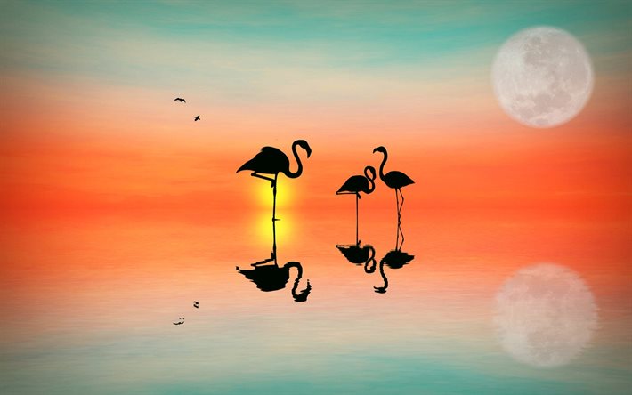 flamingo siluetit, aamu, meri, abstraktit maisemat, linnut, flamingo