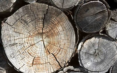 textura de madeira seca, fundo com toras de madeira, textura de madeira