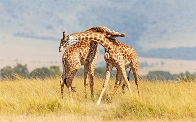 giraffes, Africa, wildlife, wild animals, savannah, giraffe family