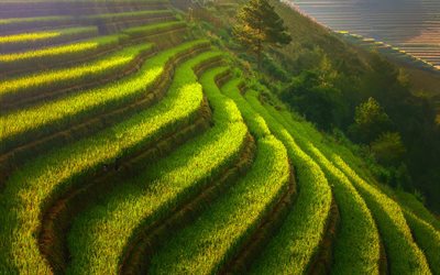 Vietnam, teraslar, pirin&#231; tarlaları, pirin&#231; ekimi, tarım, HDR, Asya, g&#252;zel doğa