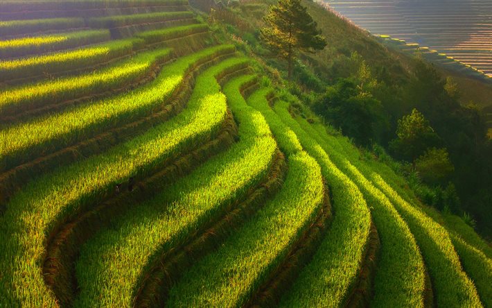 Vietnam, terassit, riisipellot, riisinviljely, maatalous, HDR, Aasia, kaunis luonto