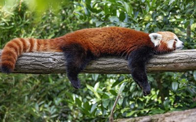 Red panda, sevimli hayvanlar, pandalar, dalda kırmızı panda, Himalayalar, &#199;in