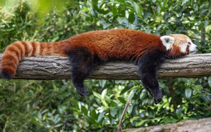 Red panda, cute animals, pandas, red panda on a branch, Himalayas, China
