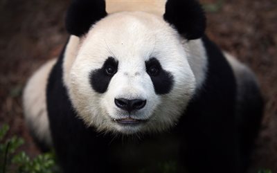 panda, ours, animaux mignons, panda g&#233;ant, faune, Chine, ours mignons