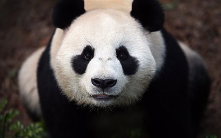 panda, orso, simpatici animali, panda gigante, fauna selvatica, Cina, simpatici orsi