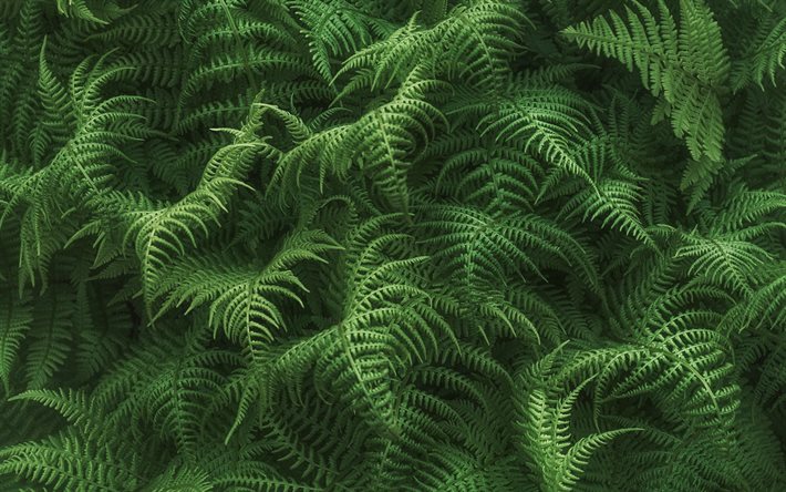 fern leaves texture, background with fern, green leaves texture, green natural background, leaves texture, fern background