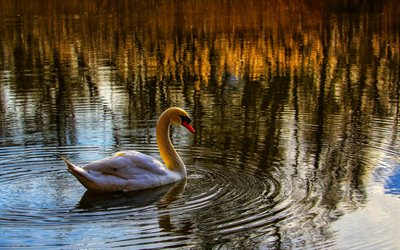 white swan on the pond, beautiful swan, white swan, swan on the lake, swans