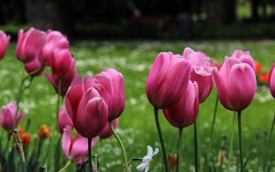 tulipas cor de rosa, primavera, parque, flores silvestres, flores da primavera, tulipas, fundo com tulipas cor de rosa