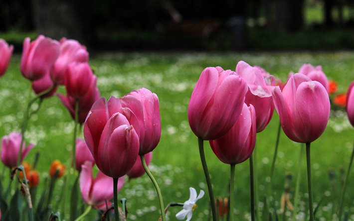 tulipes roses, printemps, parc, fleurs sauvages, fleurs de printemps, tulipes, fond avec des tulipes roses