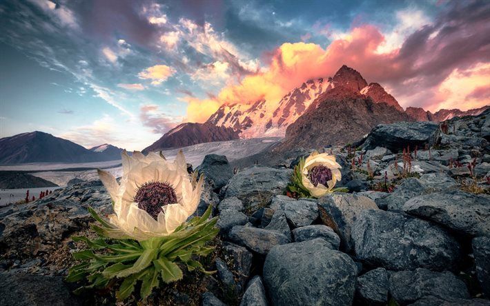 Patagonien, Anderna, kv&#228;ll, solnedg&#229;ng, blommor, bergslandskap, berg, Chile